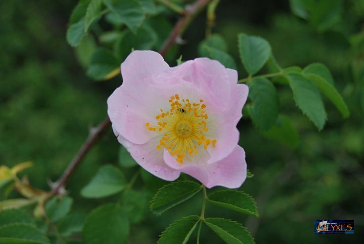 rosa canina.JPG